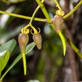 Rhizophora mucronata  Red mangrove 06