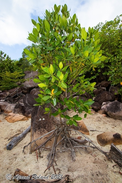 Rhizophora mucronata  Red mangrove_15.jpg
