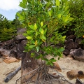 Rhizophora mucronata  Red mangrove 15