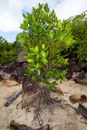 Rhizophora mucronata  Red mangrove 15