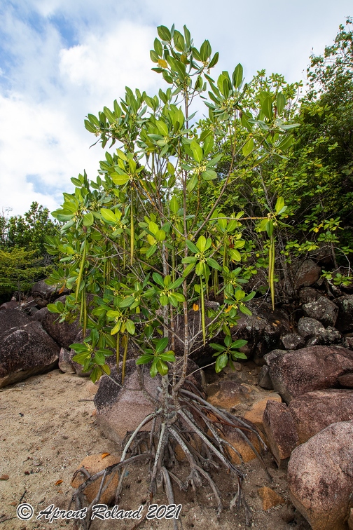 Rhizophora mucronata  Red mangrove 16