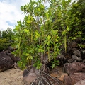 Rhizophora mucronata  Red mangrove 16