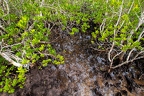 SYC Mangrove Mahe 1