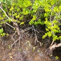SYC Mangrove Mahe 2
