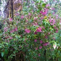 Quetzal Lodge 03