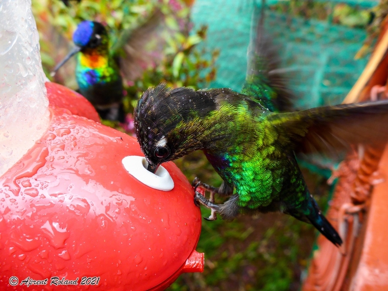 Quetzal Lodge_04.jpg
