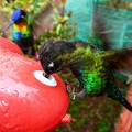 Quetzal Lodge 04