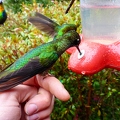 Quetzal Lodge 06