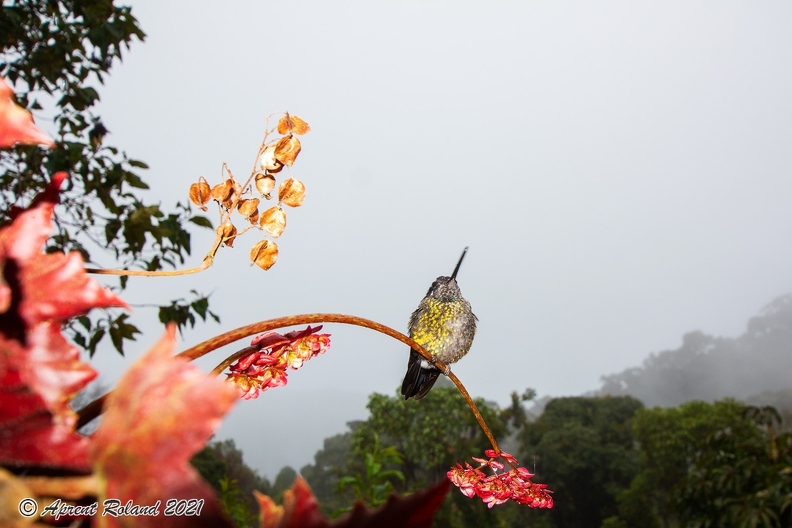 Quetzal Lodge_11.jpg