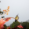 Quetzal Lodge 11