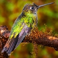 Quetzal Lodge 12
