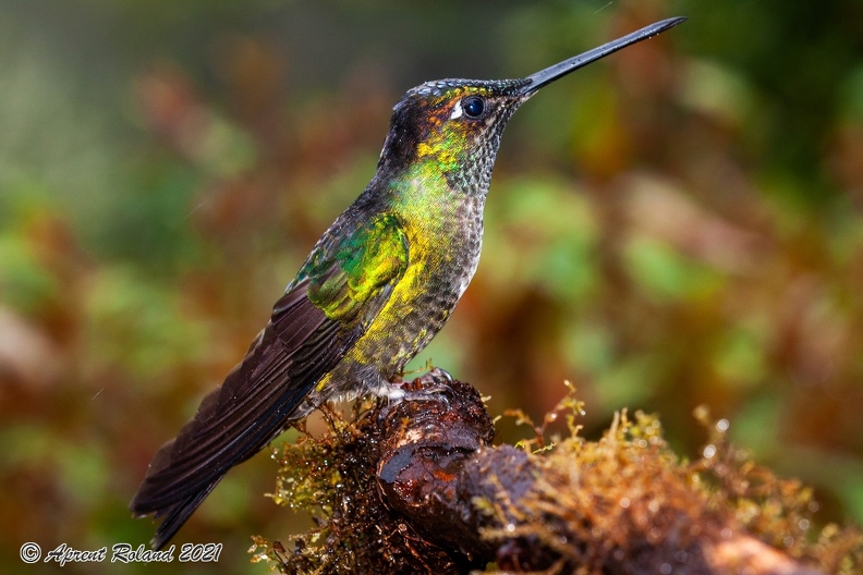 Quetzal Lodge_13.jpg