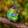 Quetzal Lodge 14