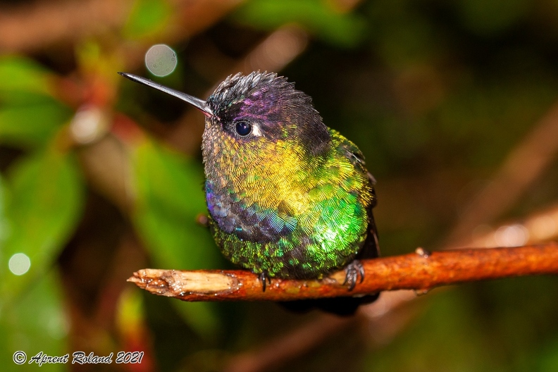 Quetzal Lodge_16.jpg