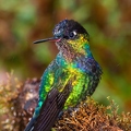 Quetzal Lodge 15