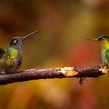 Quetzal Lodge 17