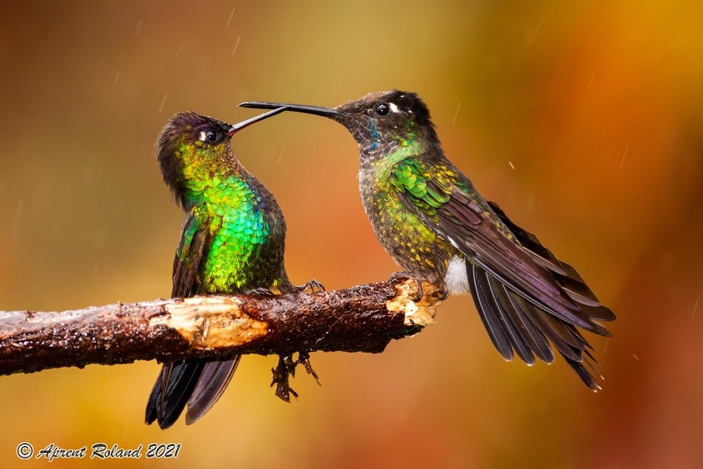 Quetzal Lodge_18.jpg