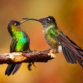 Quetzal Lodge 18