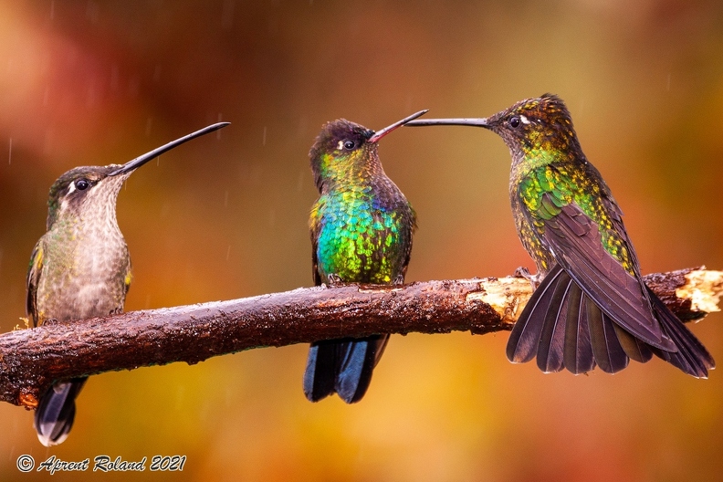 Quetzal Lodge_20.jpg