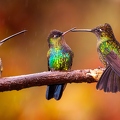 Quetzal Lodge 20
