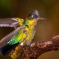 Quetzal Lodge 24