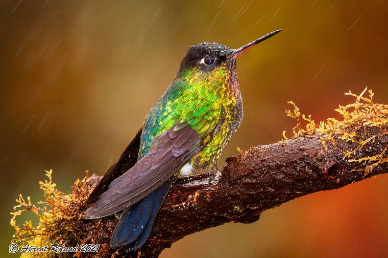 Quetzal Lodge_25.jpg