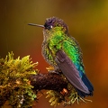 Quetzal Lodge 26