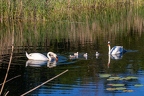 Höckerschwan 2