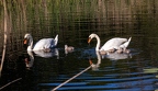 Höckerschwan 3