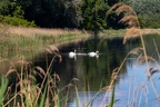 Höckerschwan 4