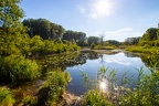 Donau-Auen Stillgewässer 1