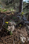 Draba lasiocarpa - Karpaten-Felsenblümchen 01