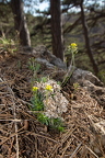 Draba lasiocarpa - Karpaten-Felsenblümchen 03