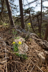 Draba lasiocarpa - Karpaten-Felsenblümchen 04