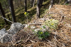 Draba lasiocarpa - Karpaten-Felsenblümchen 06