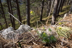 Draba lasiocarpa - Karpaten-Felsenblümchen 07