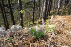 Draba lasiocarpa - Karpaten-Felsenblümchen 08