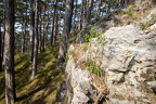 Draba lasiocarpa - Karpaten-Felsenblümchen 10