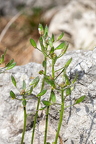Draba lasiocarpa - Karpaten-Felsenblümchen 11
