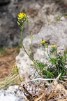 Draba lasiocarpa - Karpaten-Felsenblümchen 13