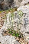 Draba lasiocarpa - Karpaten-Felsenblümchen 12