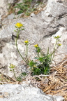 Draba lasiocarpa - Karpaten-Felsenblümchen 14