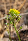 Draba lasiocarpa - Karpaten-Felsenblümchen 15