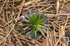 Draba lasiocarpa - Karpaten-Felsenblümchen 16