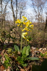 Primula veris - Echte Schlüsselblume 1