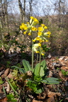 Primula veris - Echte Schlüsselblume 2
