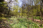 Wienerwald 3