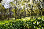 Wienerwald 5