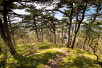 Wienerwald 6