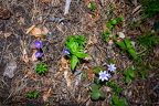 Hepatica nobilis - Leberblümchen 2